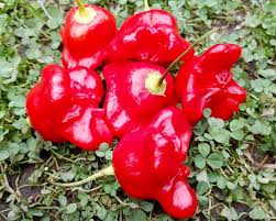 Mad Hatter Pepper Seeds (Bishop’s Crown)