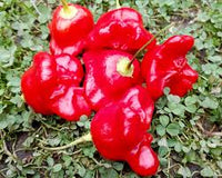 Mad Hatter Pepper Seeds (Bishop’s Crown)