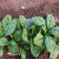 Lizard – Spinach Seed