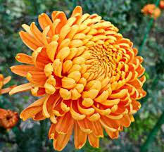 Orange Giant Chrysanthemum Seeds