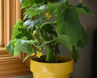 Quick Snack – Cucumber Seed