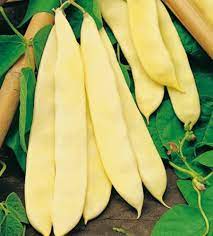 Marvel of Venice – Bean Seed