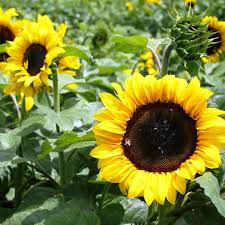 Sunflower- Classic Gold F1