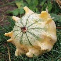 Gourd- Crown of Thorns 25g