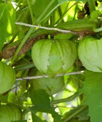 Pancho – Tomatillo Seed