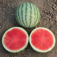 Ocelot – Watermelon Seed