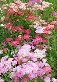 Favorite Berries – Organic Yarrow Seed