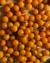 Citrine – Organic Tomato Seed