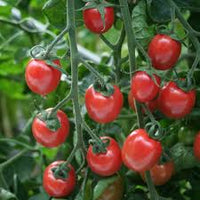 Sunpeach – Tomato Seed
