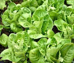 Lettuce Romaine Imported Vegetable Seeds