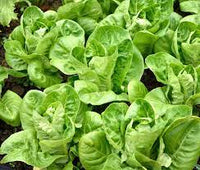 Lettuce Romaine Imported Vegetable Seeds