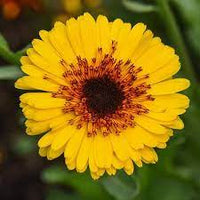 Calendula- Crown Yellow