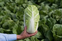 Haku – Chinese Cabbage Seed