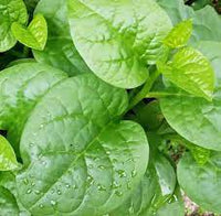 Malabar Spinach- Green