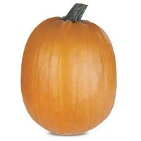 Early Giant – Pumpkin Seed