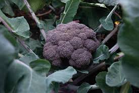 Kariba – Broccoli Seed