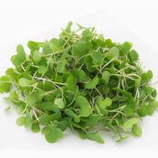 Kale, Purple Reign – Microgreen Seed