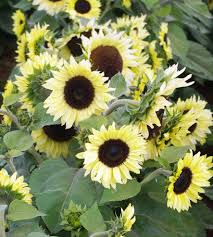 Sunflower- Compact Calypso Spray F1