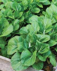 Cabbage, Chinese- Pak Choi - Cantong