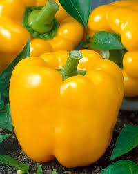 Capsicum- Golden Californian Wonder