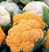 Cheddar – Orange Cauliflower Seeds