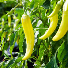 Goddess – Sweet Banana Pepper Seed