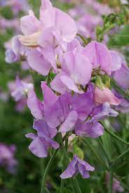 Sweetpea- Mammoth Lavender