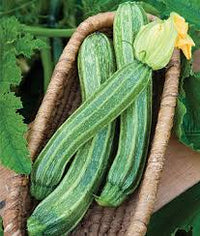 Partenon – Organic Zucchini Seeds