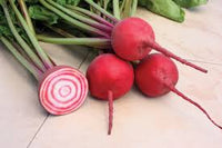 Chioggia Guardsmark – Beet Seed