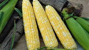 Kickoff XR – 1r Corn Seed