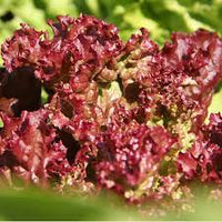 Lettuce- Red Velvet