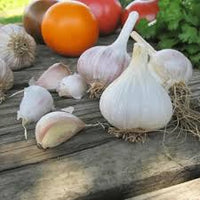 German Extra Hardy – Garlic s