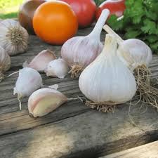 German Extra Hardy – Garlic s