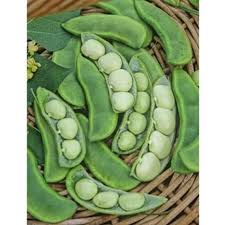 Eastland Lima Bean Seeds