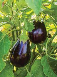 Eggplant- Black Beauty