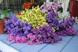 Statice- Petite Bouquet