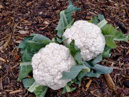 Snow Crown – Cauliflower Seed