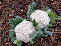 Snow Crown – Cauliflower Seed