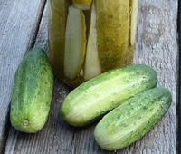 Max Pack – Cucumber Seed