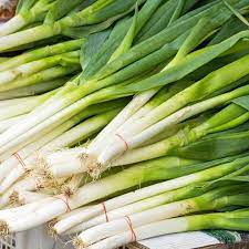 Bunching Onion- Straight Leaf