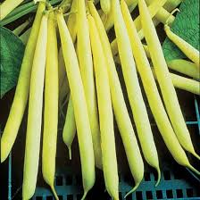 Climbing Bean- Kentucky Wonder Wax