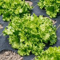 Pensacola – Organic Lettuce Seed