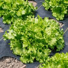 Pensacola – Organic Lettuce Seed