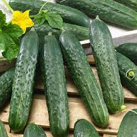 Olympian – Cucumber Seed