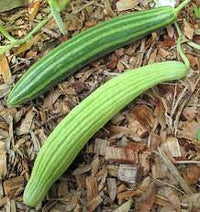 Green Curvy or Heirloom Serpent Melon Vegetable Seeds for Planting, heirloom & Non-GMO Seeds
