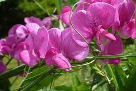 Sweetpea- Solstice Rose