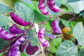 Ruby Moon – Hyacinth Bean Seed