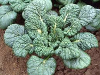 Mustard Greens- Yukina Savoy