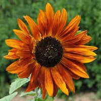 Sunflower- Compact Sonnet F1