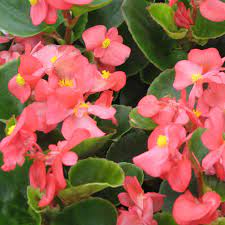Pizzazz Pink Angle Winged Begonia Seeds